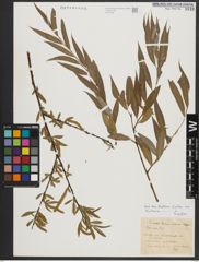 Foto von Salix alba L.